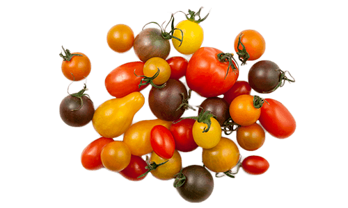 Artisan Series (Specialties) Tomatoes