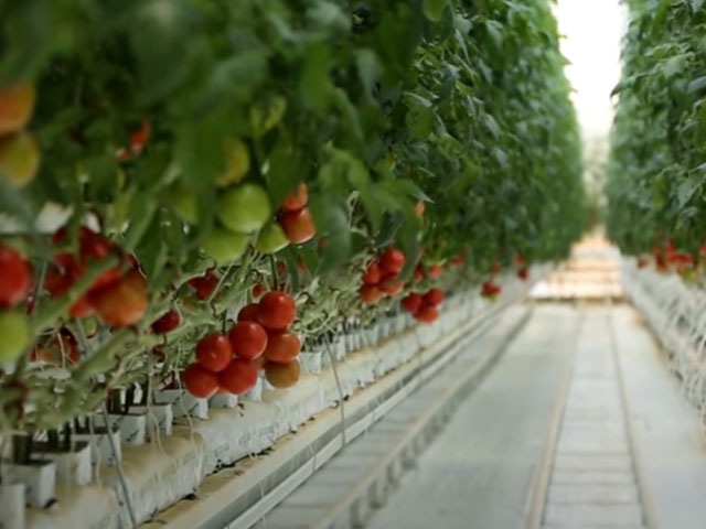 Red Sun Farms Marks a Milestone