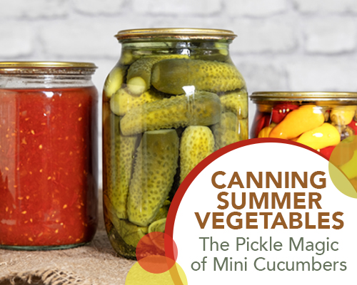 Reviving the Forgotten Tradition: Canning Summer Vegetables and the Pickle Magic of Mini Cucumbers