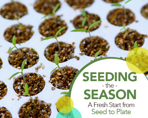 Seeding the Season: A Fresh Start from Seed to Plate