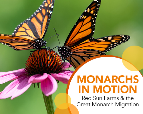Monarchs in Motion: Red Sun Farms and the Great Monarch Migration