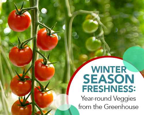 Winter Season Freshness: Year-round Veggies from the Greenhouse