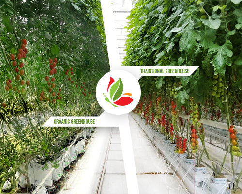 Organic vs. Conventional Greenhouse Insights