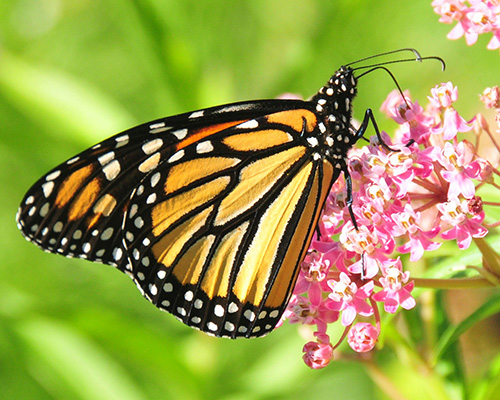 Help Monarch Butterflies Thrive: 5 Garden Flowers That Make a Difference