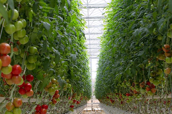 Fun Facts from Our Virginia Farm