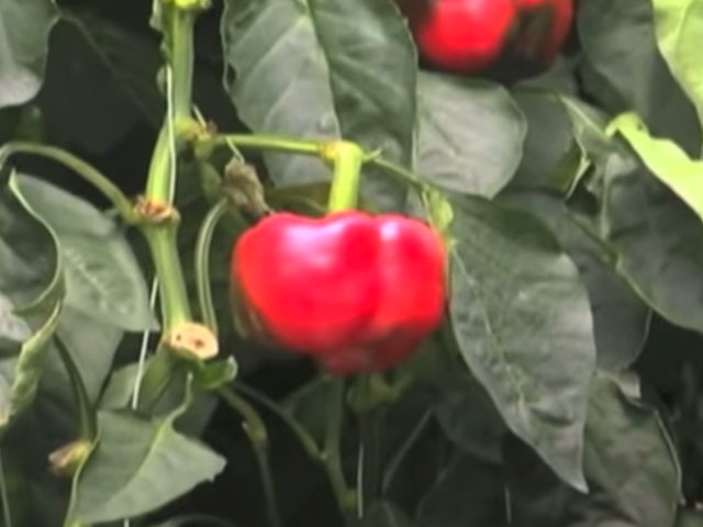 Red Sun Farms Hydroponic Process